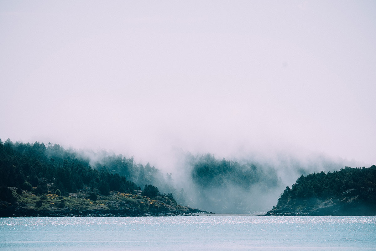 Foggy trees.